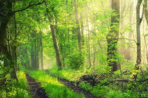 The road in the thicket of the green forest