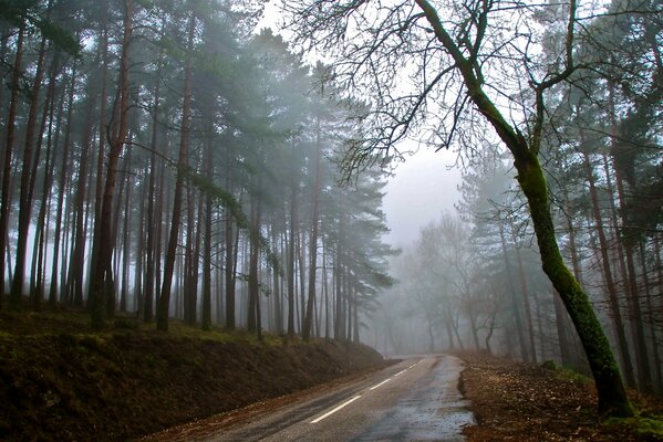 Eine lange Straße im Waldnebel