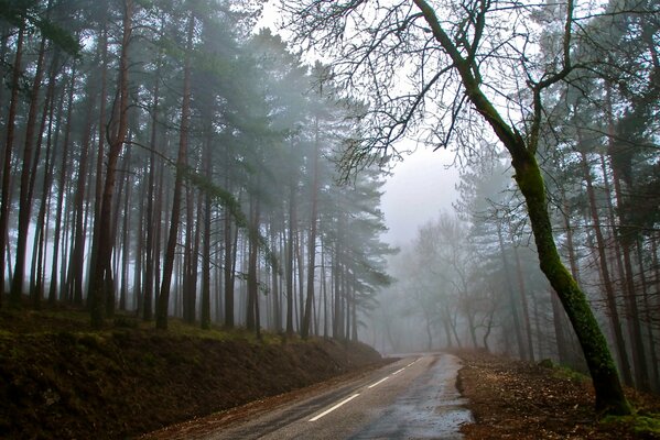 Un largo camino en la niebla del bosque