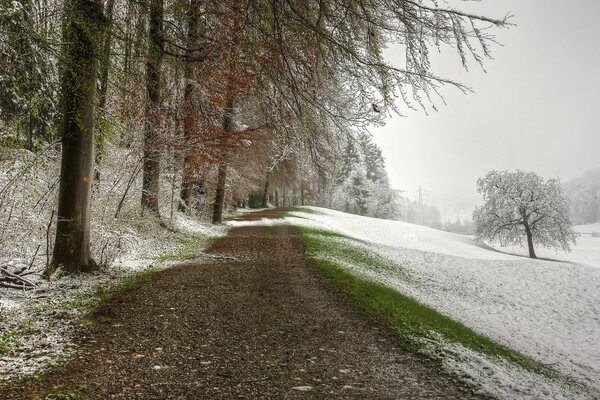 Forest trail dusted with snow