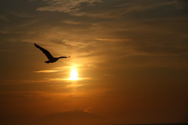 Nel cielo, un uccello volante al sole