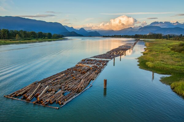 Bûches sur l eau en Colombie-Britannique. Forêt et montagnes à l horizon