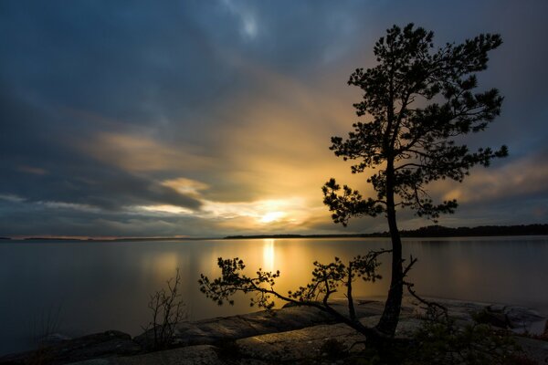 Kiefer bei Sonnenuntergang am Wasser