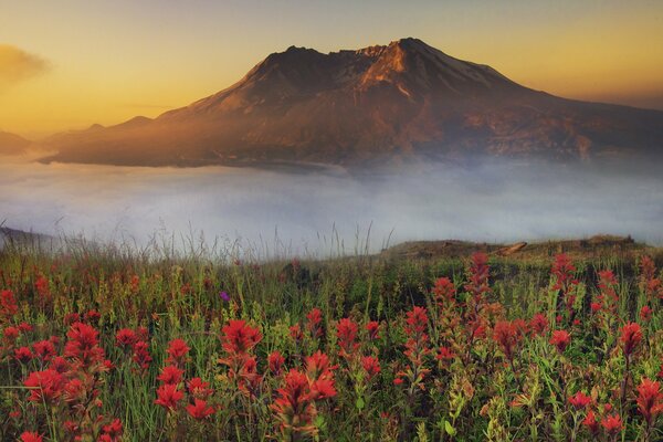 Campo de flores en el fondo de la montaña en la niebla