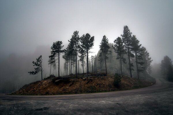 Drogo przez las we mgle