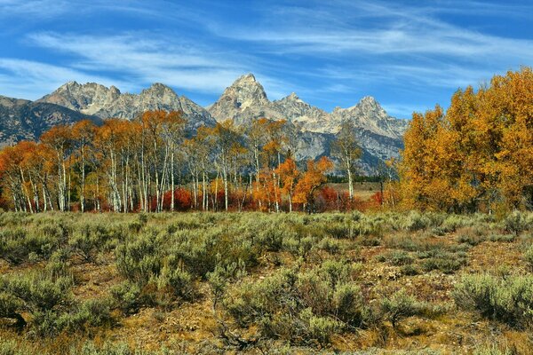 Paisaje de otoño con árboles