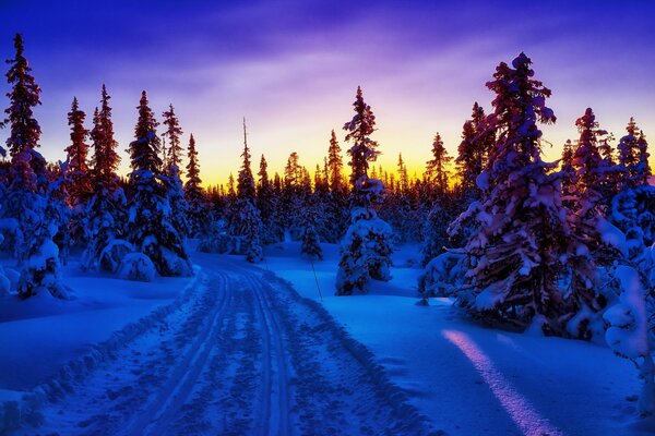 Winter road in the spruce forest at sunset