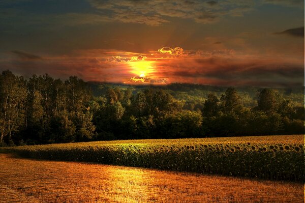 A field with sunflowers at sunset