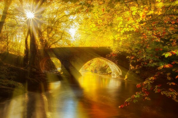 Ponte sul fiume nella foresta d autunno