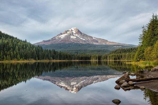 Lakes in the reflection of forests with coniferous trees