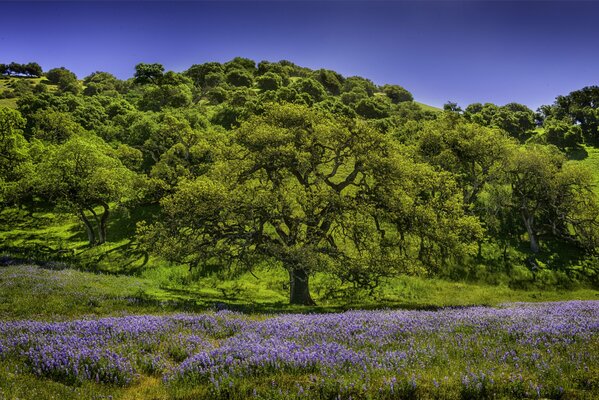 Clairière avec des fleurs lilas au pied de la montagne