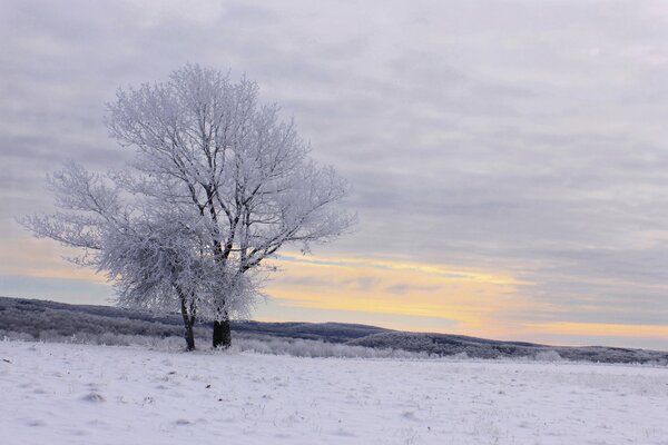 Drzewa stoją na polu. zimowy krajobraz
