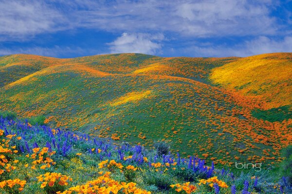 Ein Feld voller Blumen, Tapeten mit Blumen, ein Feld von Mohnblumen, Hügel mit Blumen