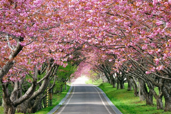 Long sur les côtés de laquelle pousse un cerisier en fleurs