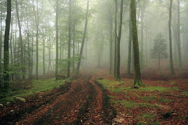 Paisaje de bosque brumoso de la mañana