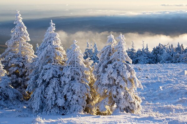 Snow-covered fir trees illuminated by the sun