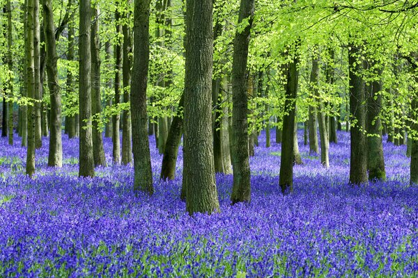 Fleurs bleues dans la forêt d été