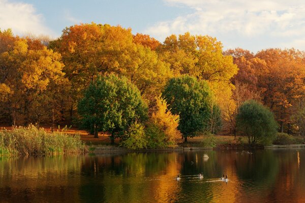 Herbstliche Natur. See und Orangenbäume