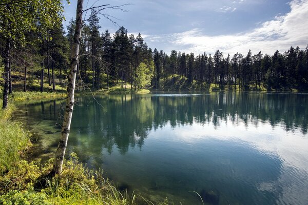 Lago azul con reflejo de bosque de verano