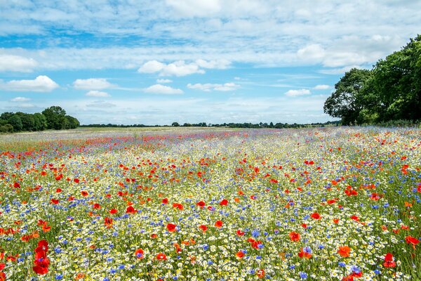 Un Prado incomparable con flores increíbles