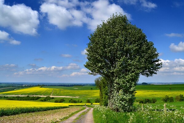 Die Straße, in der man weit weg von der gelben Blüte und dem Baum fahren kann