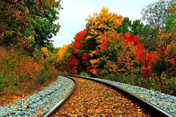 Railway through a beautiful autumn forest