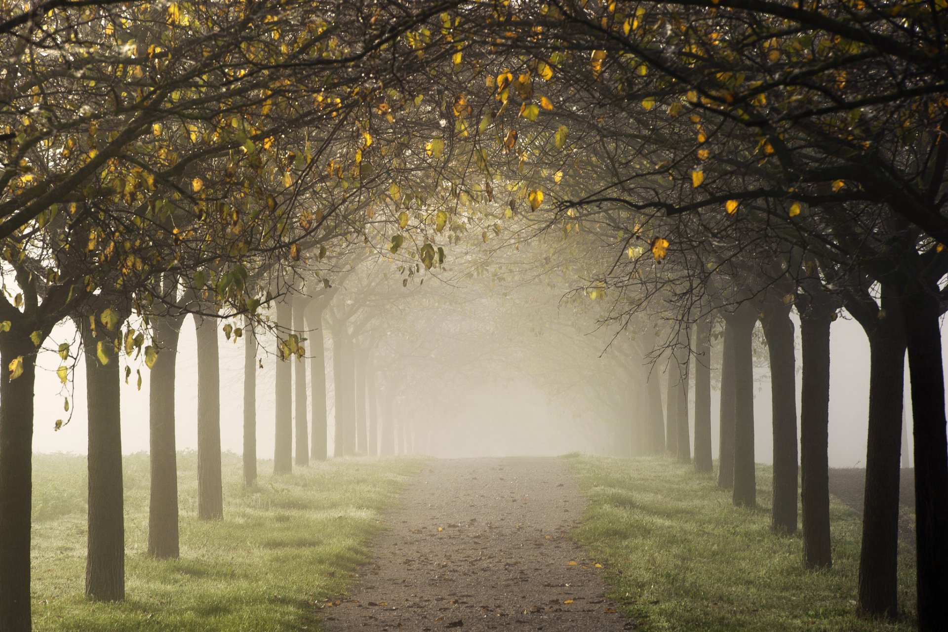 road tree alley fog autumn