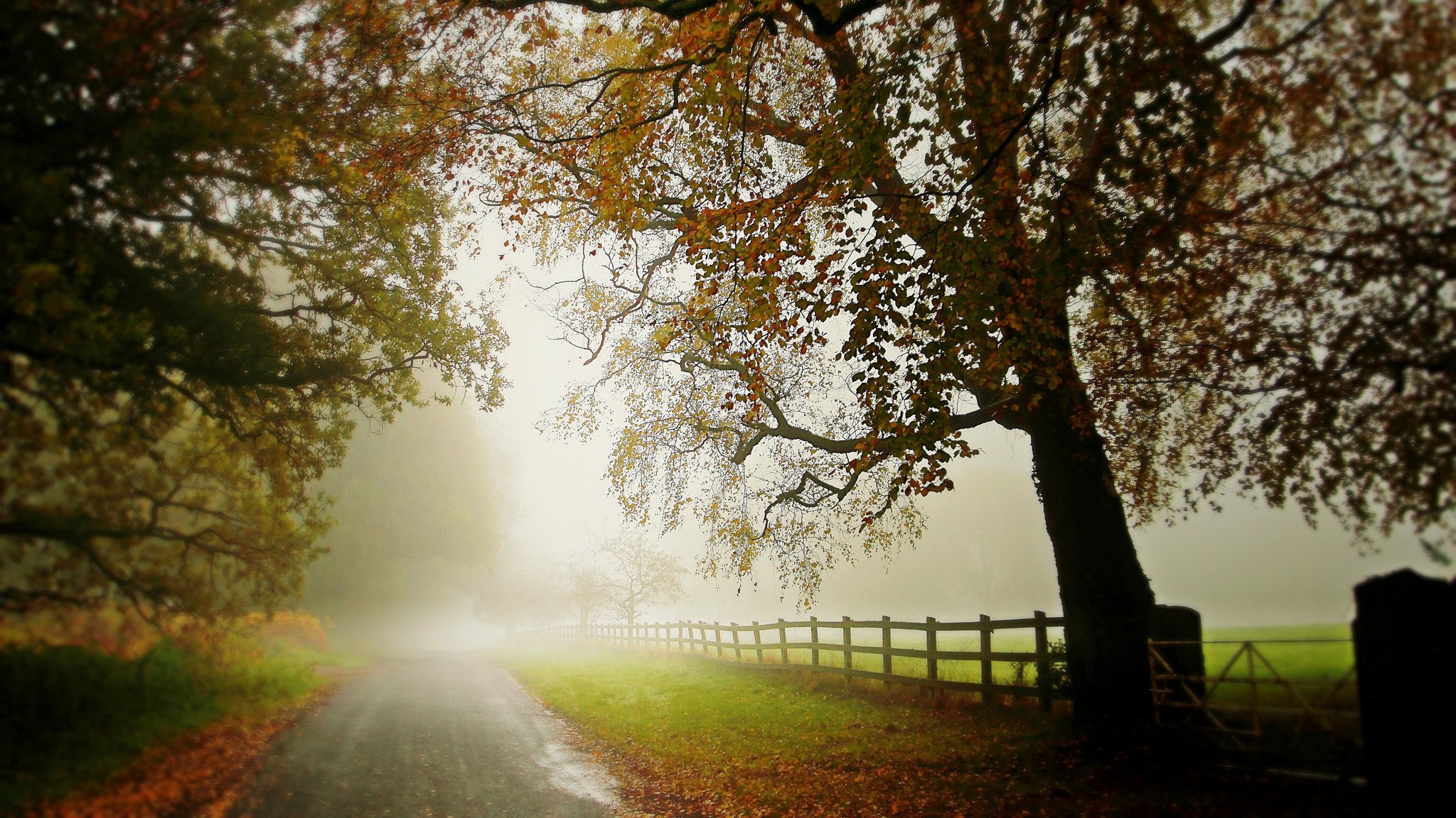 strada recinzione alberi albero nebbia autunno