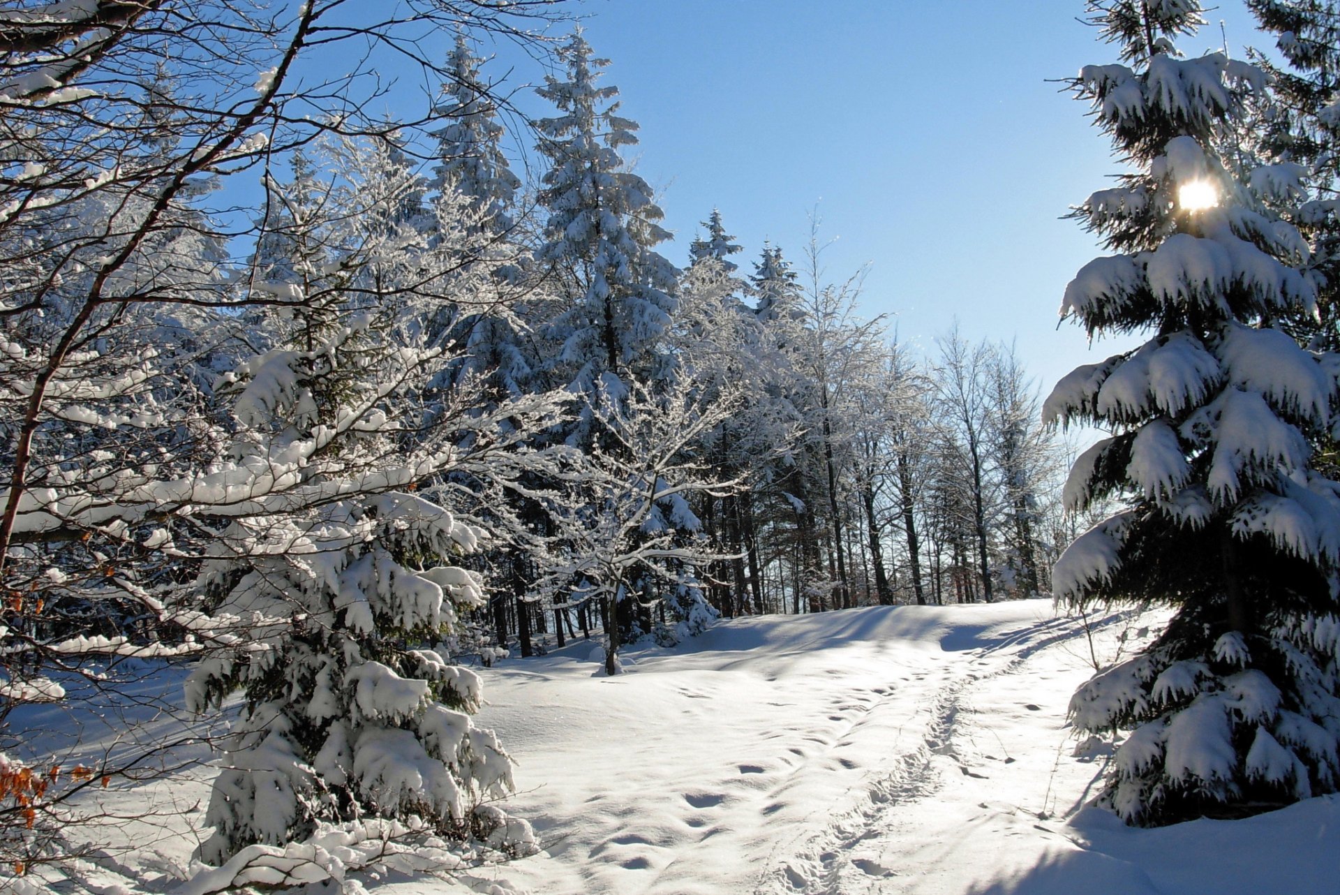 winter schnee bäume fichte spuren natur foto