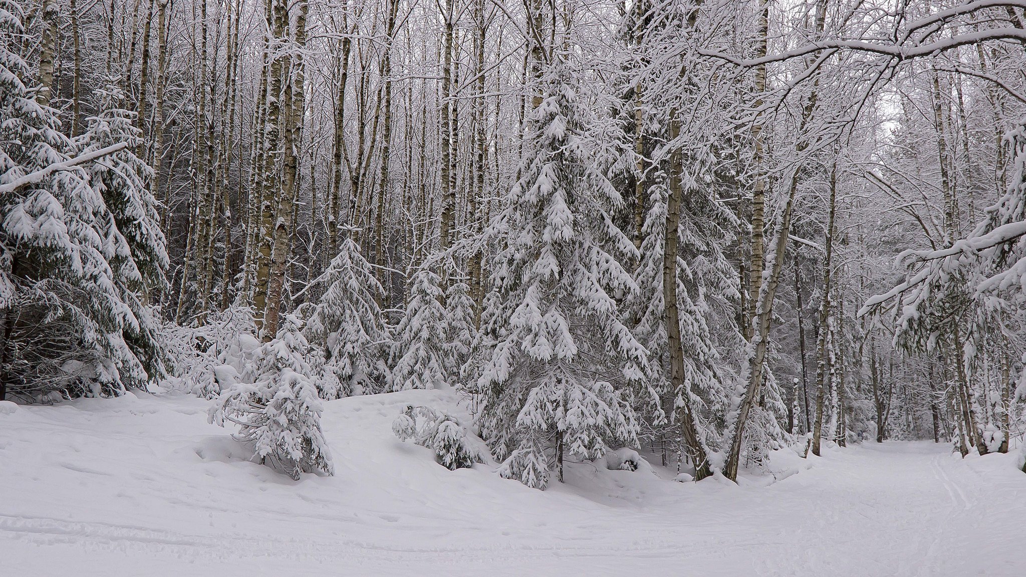 foresta neve inverno