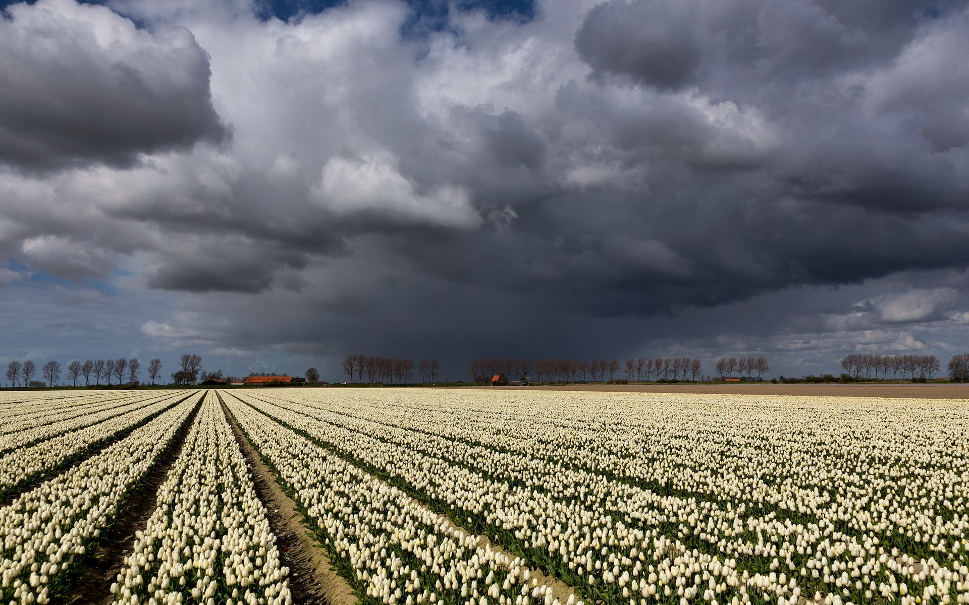 campo tulipanes cielo nubes paisaje