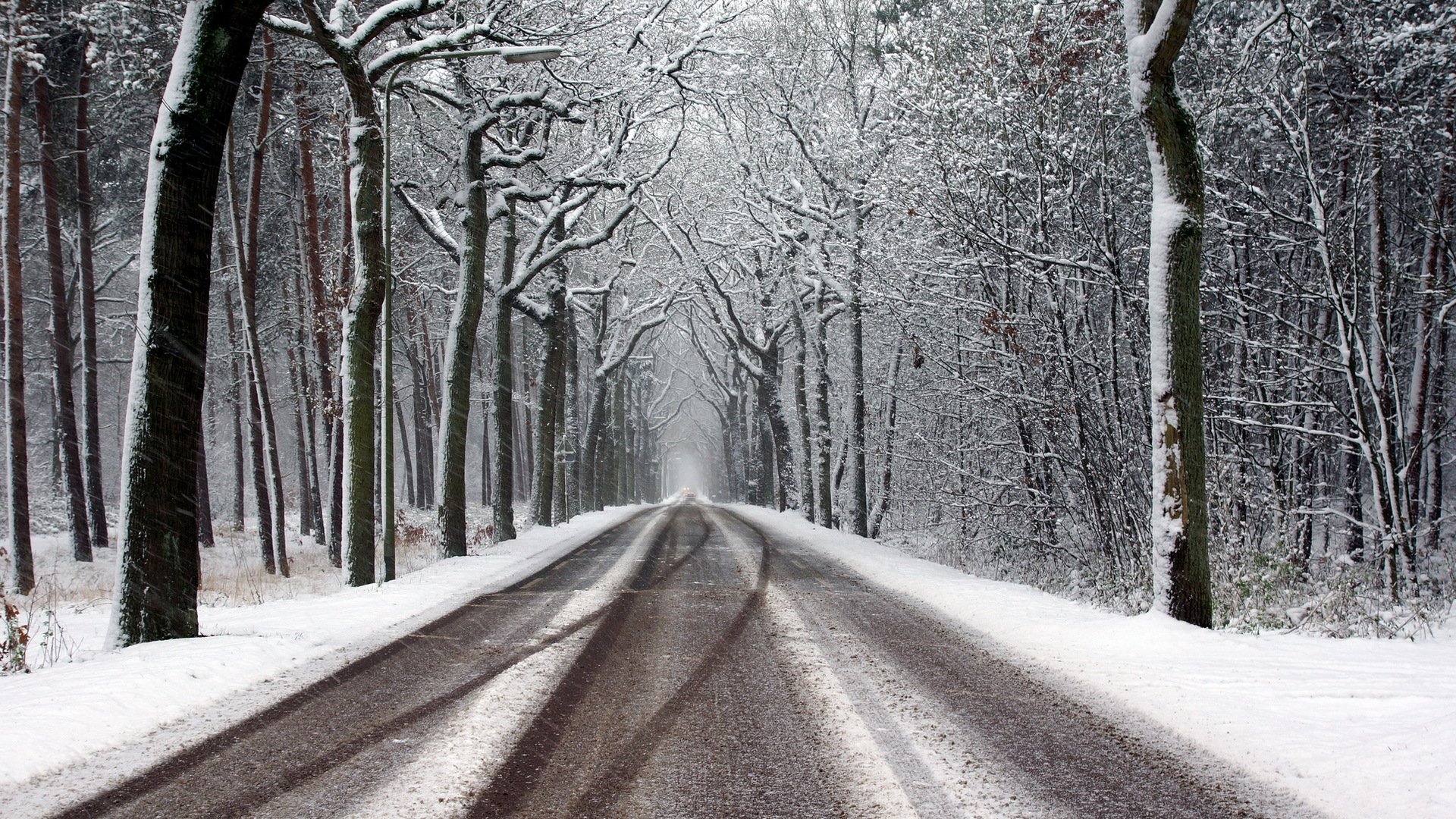 winter forest road