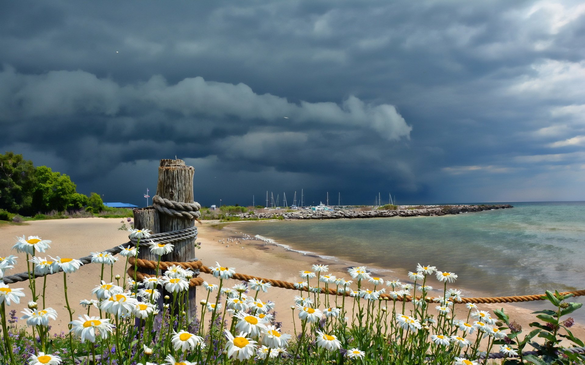 ea clouds chamomile beach landscape summer