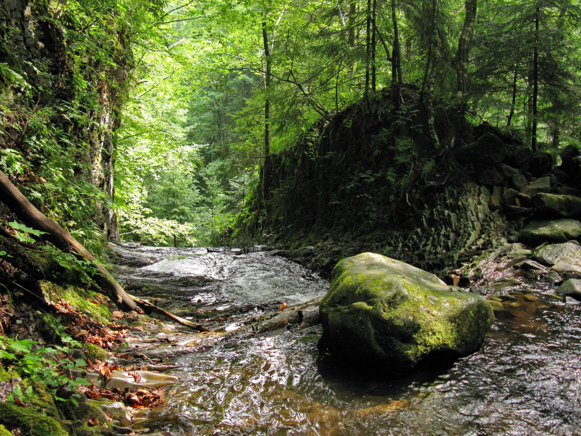 bosque arroyo piedra musgo verano