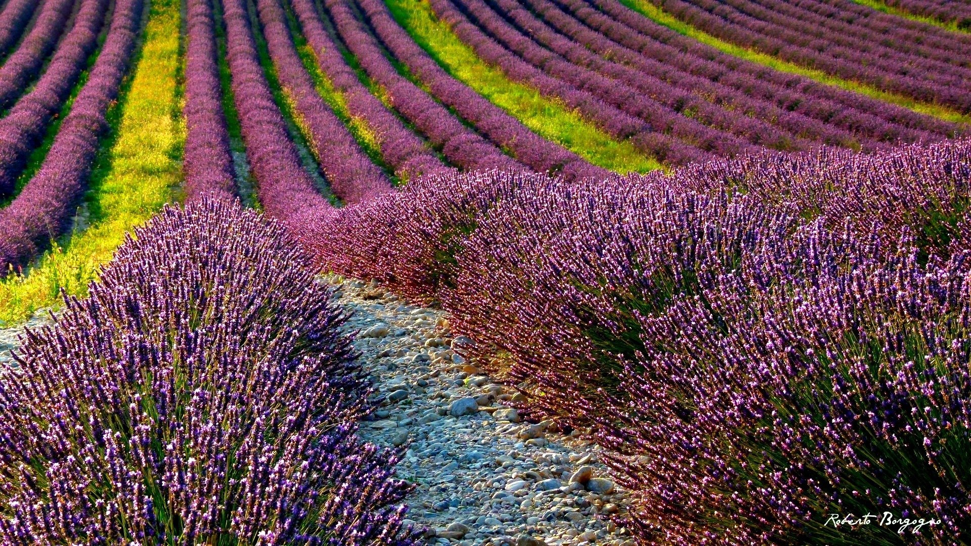 verano campo lavanda