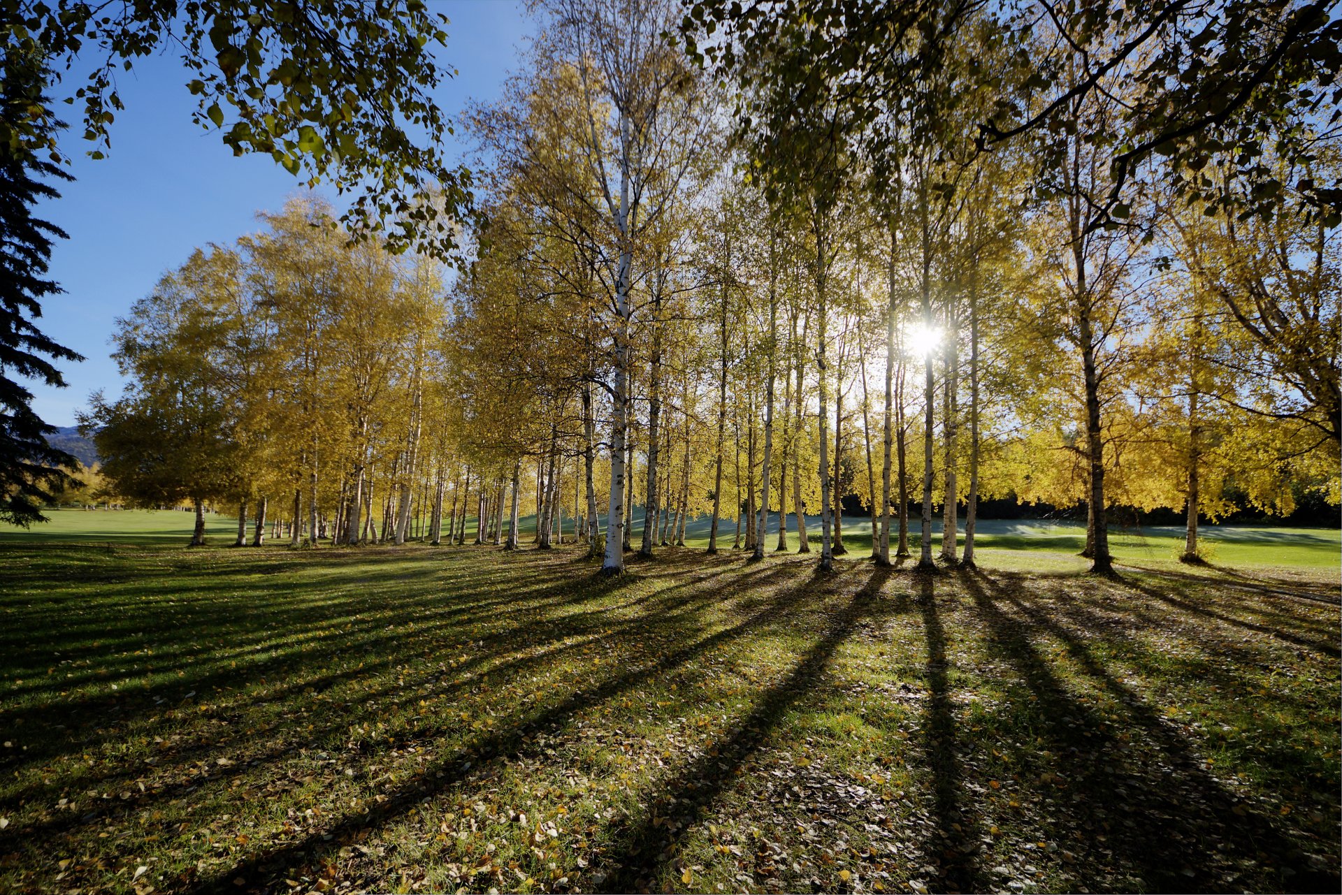 field forest tree sun rays shadow autumn