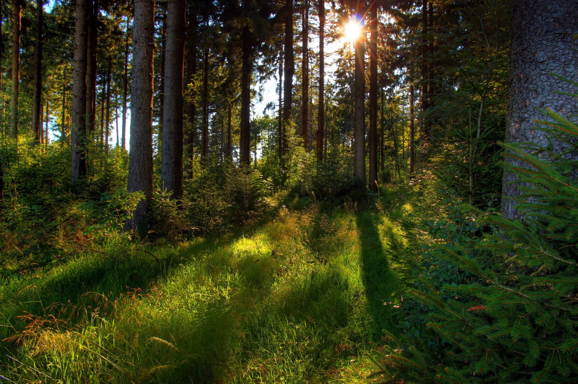 foresta alberi erba sole natura