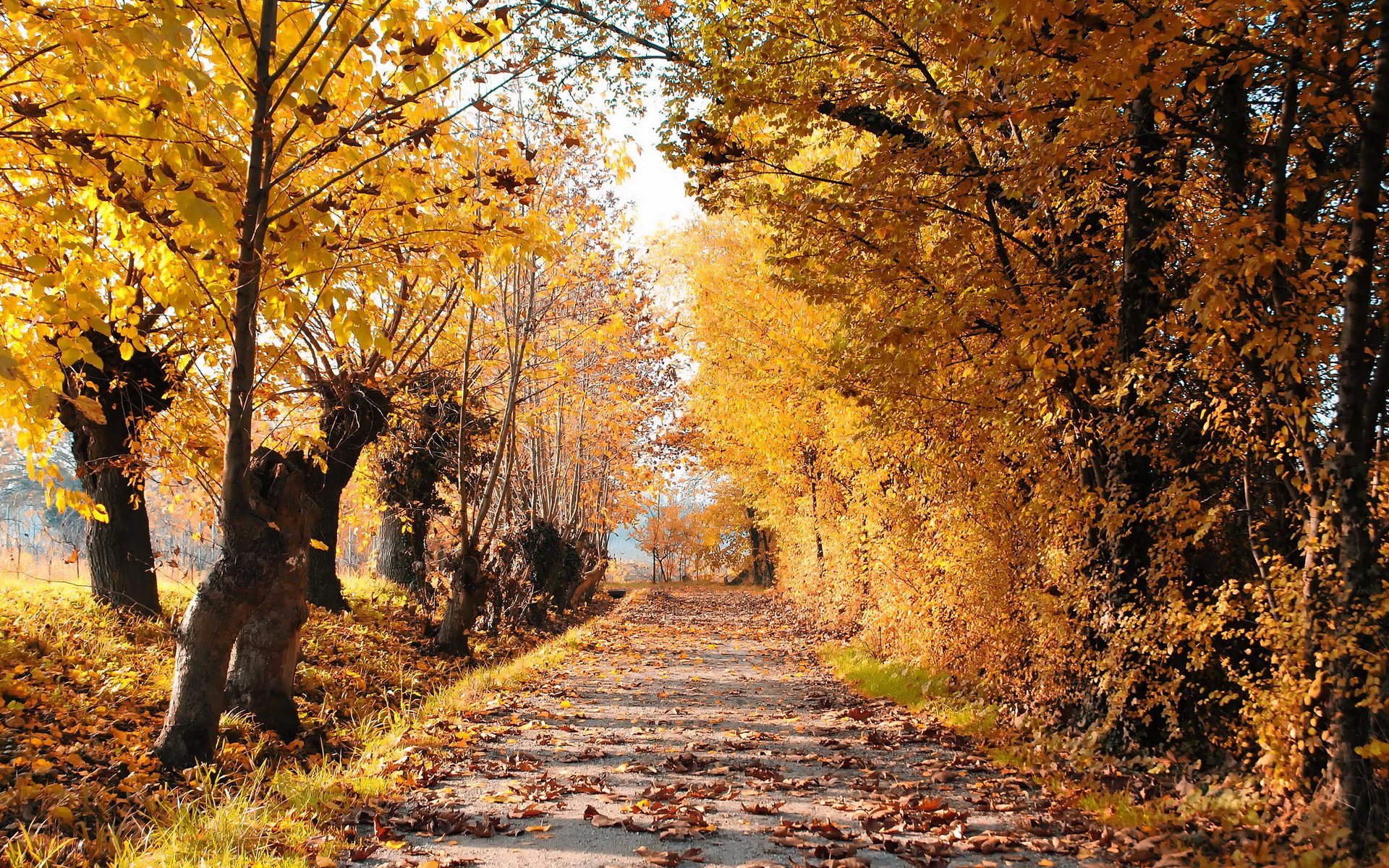 Дорога, осень, лес, листья, деревья,