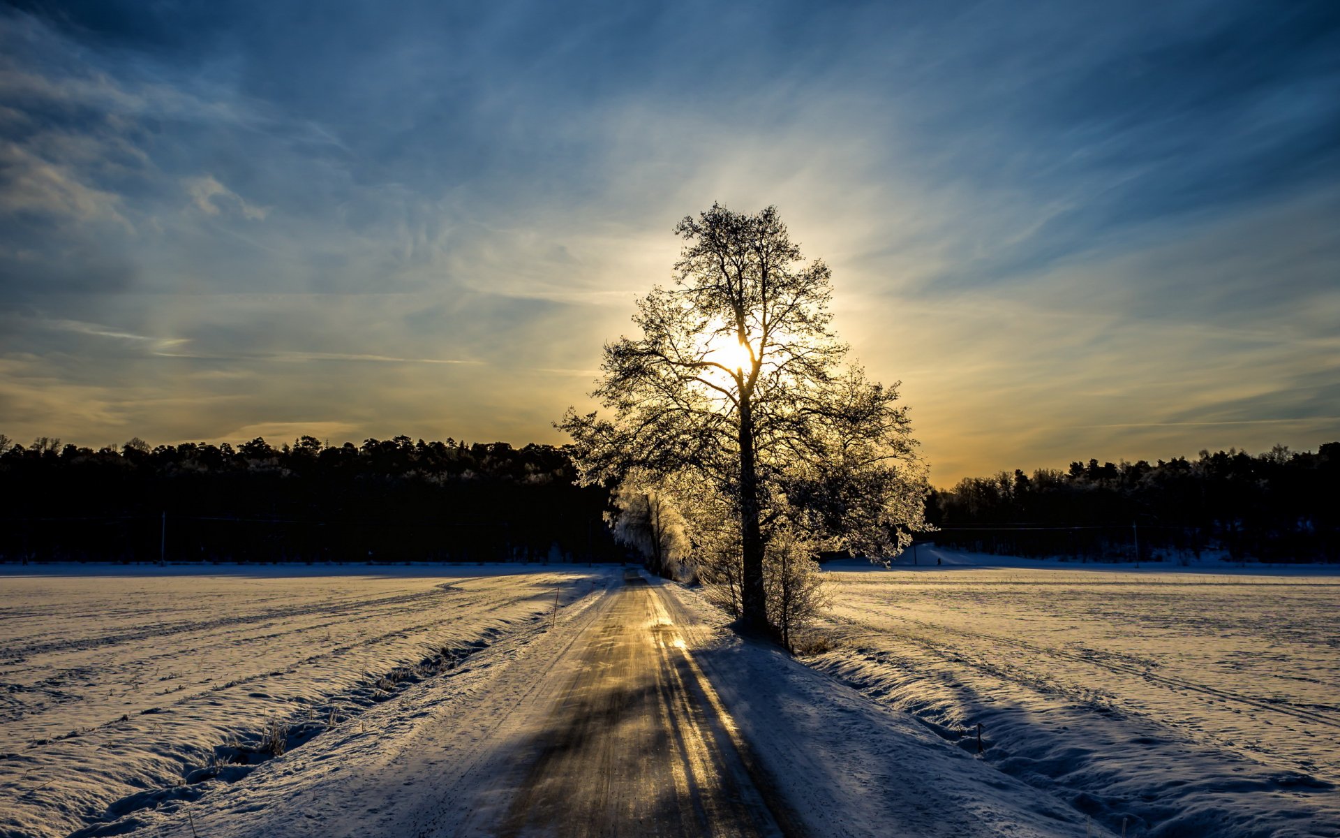 mañana invierno camino árbol