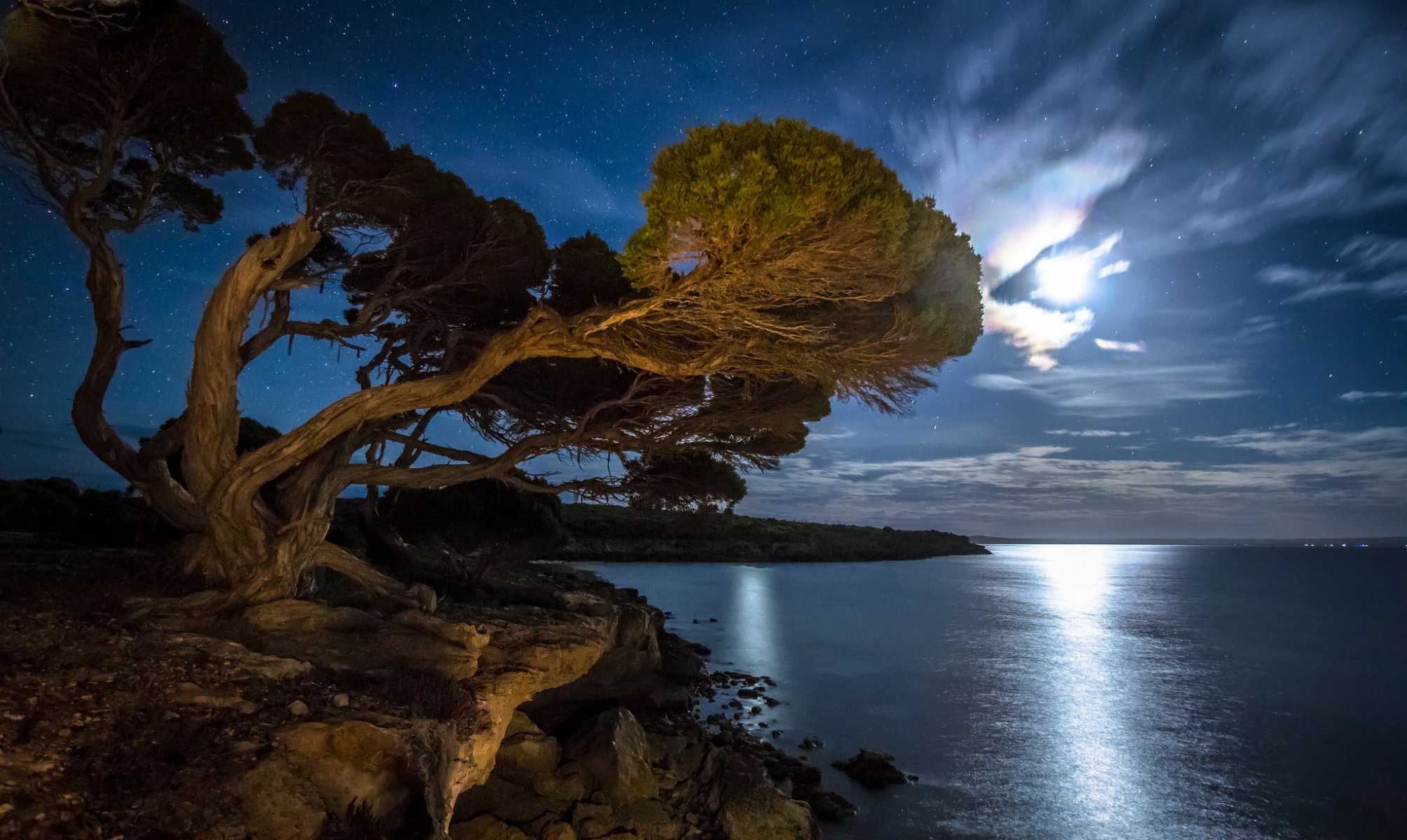 bucht strand baum nacht sterne mondlicht