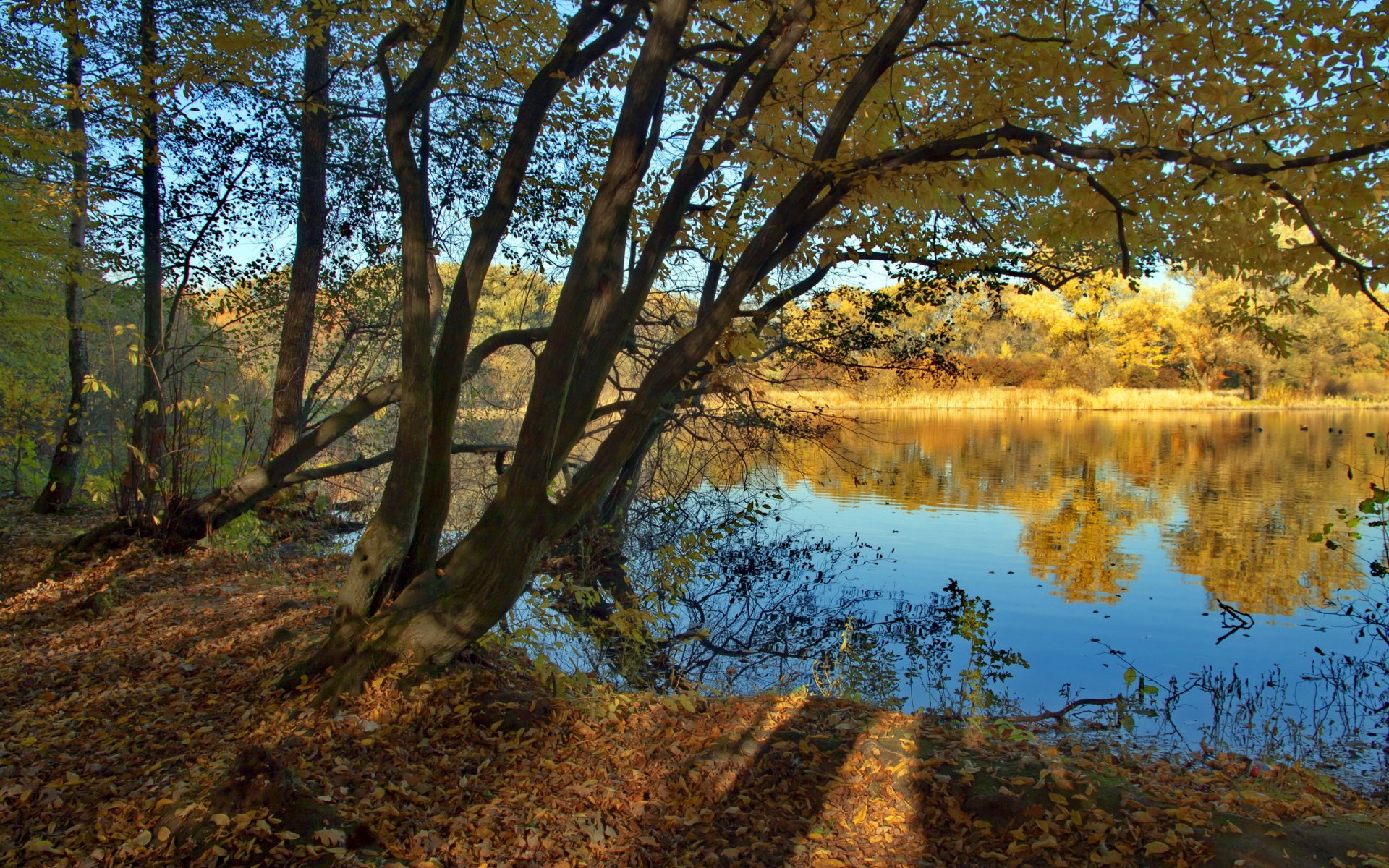 river tree nature landscape