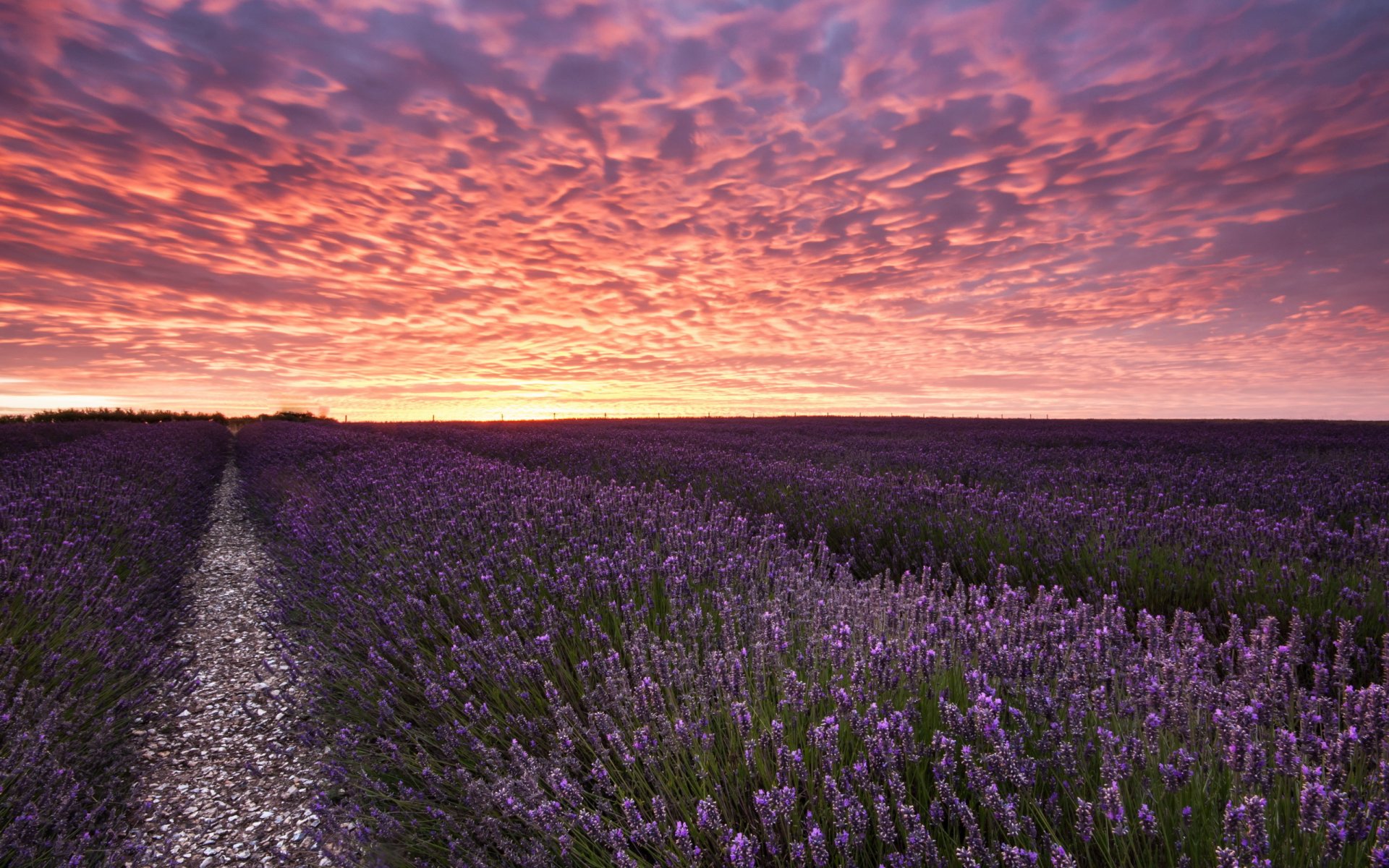 champ lavande coucher de soleil paysage