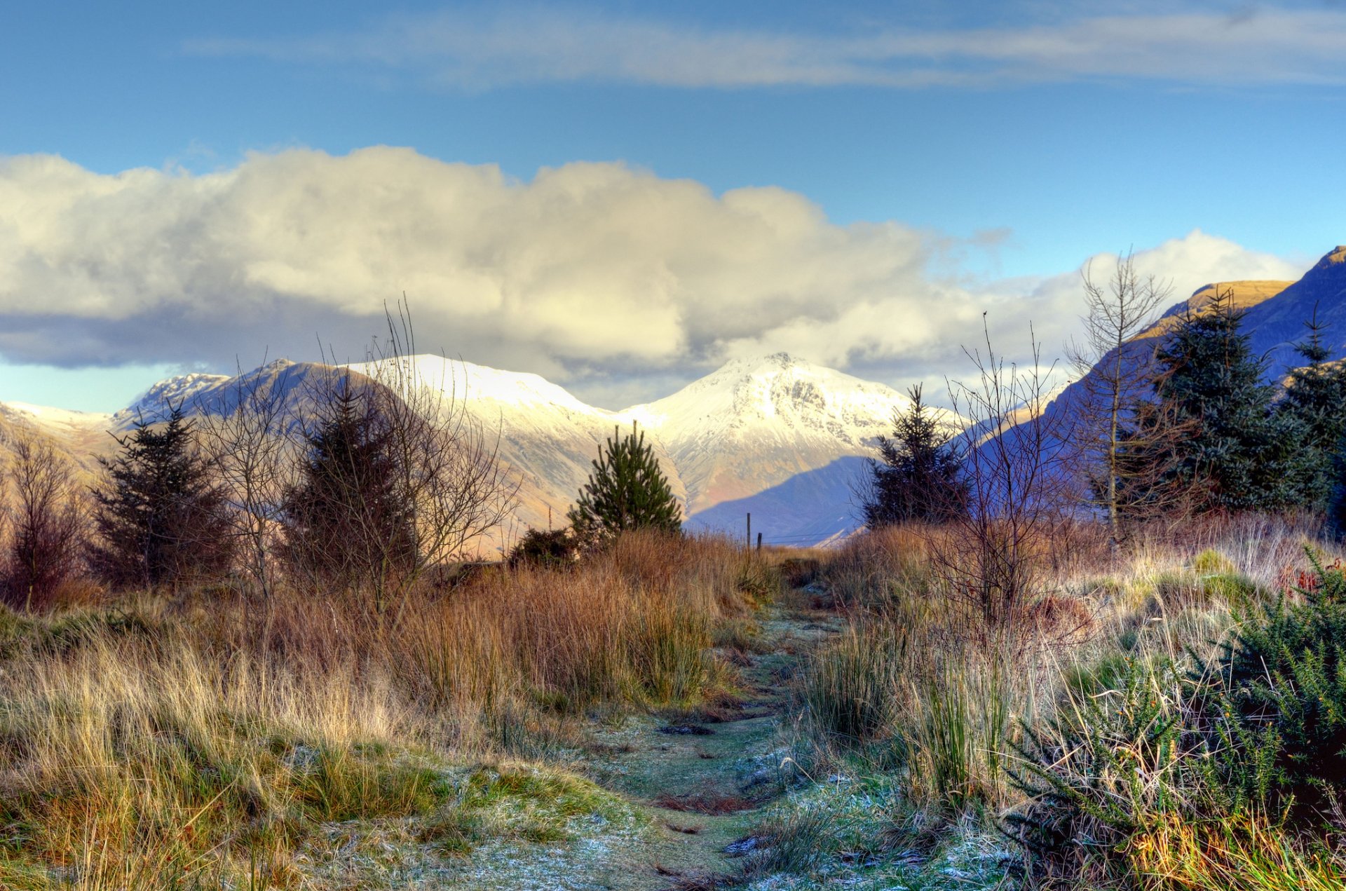 mountains peaks snow trees firs grass frost frost