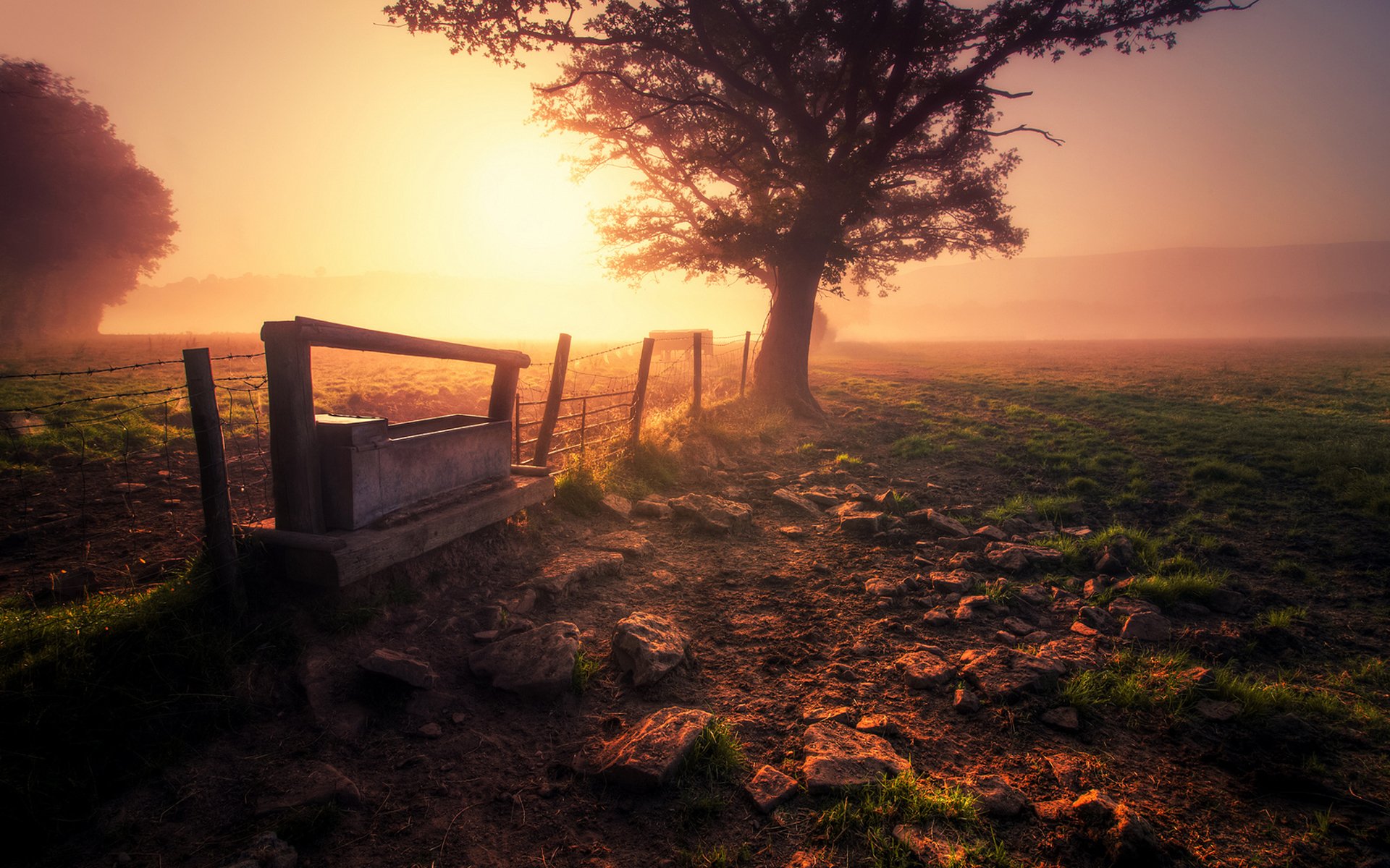 feld zaun nebel morgen baum land gras natur