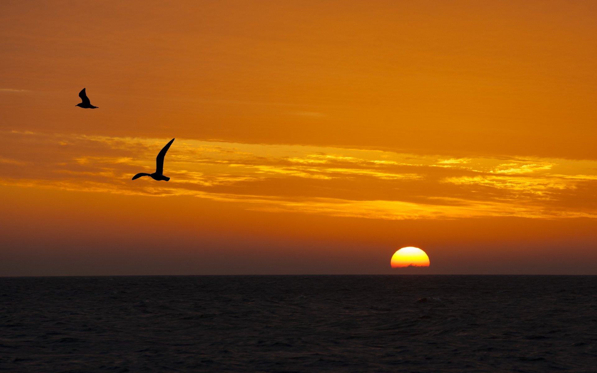 coucher de soleil mer oiseaux paysage