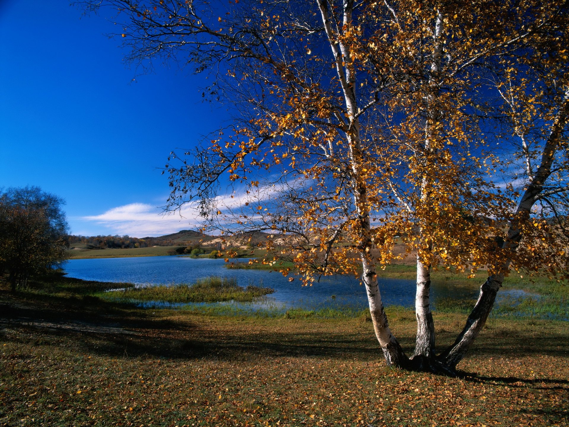 herbst fluss wald birke horizont berg himmel wolken