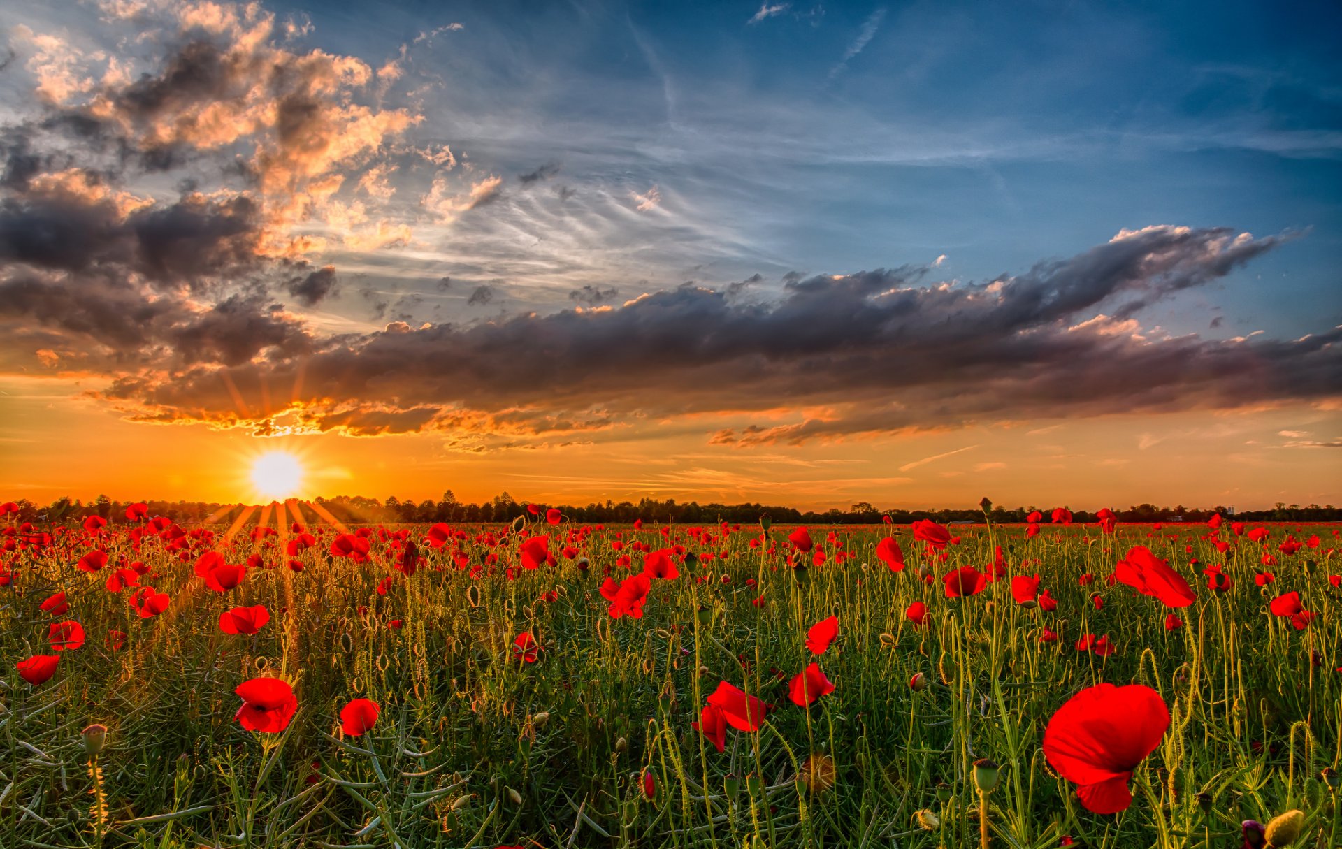 unrise sunset poppies field sun nature flowers photo landscape sky