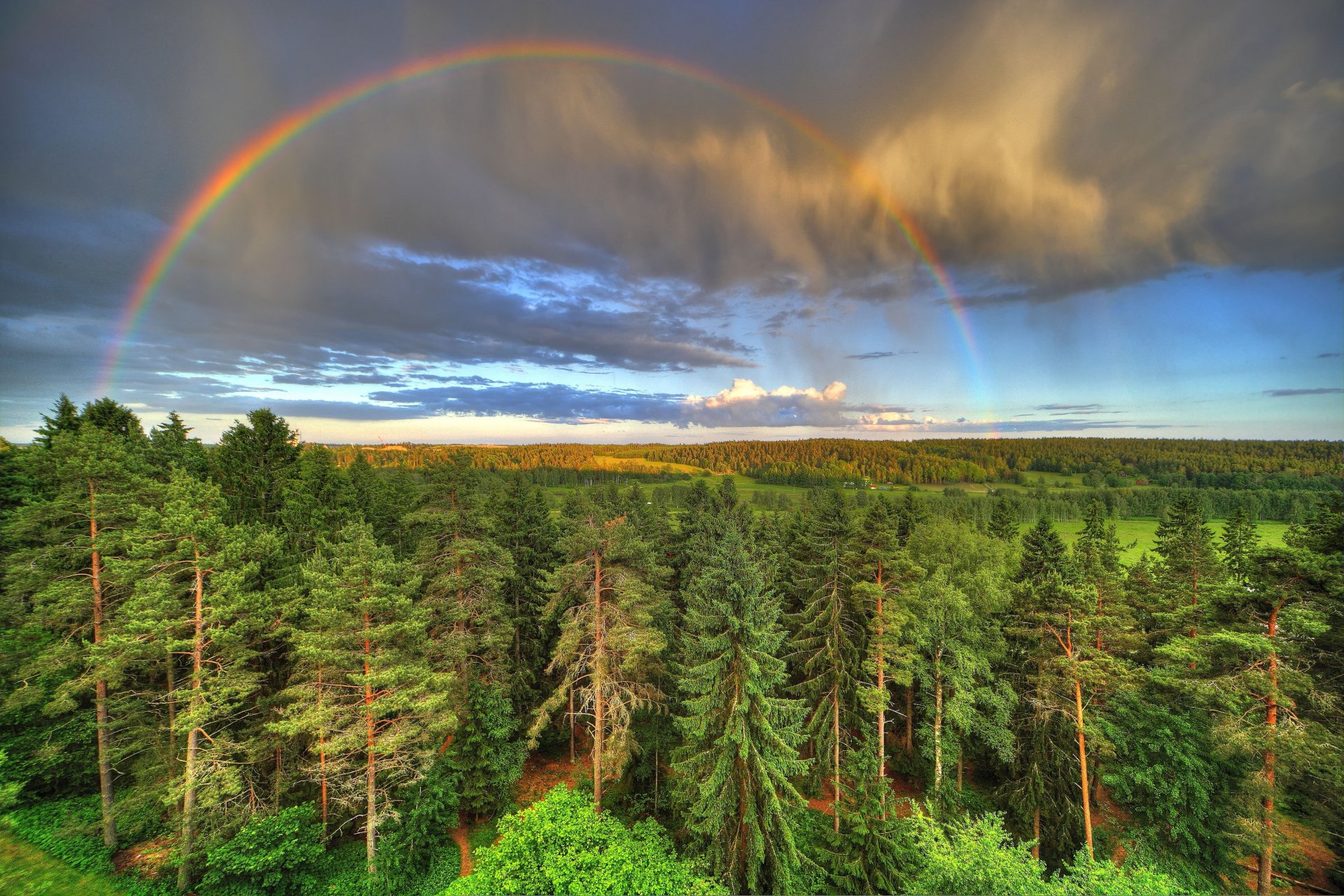 bosque árboles cielo nubes nubes arco iris