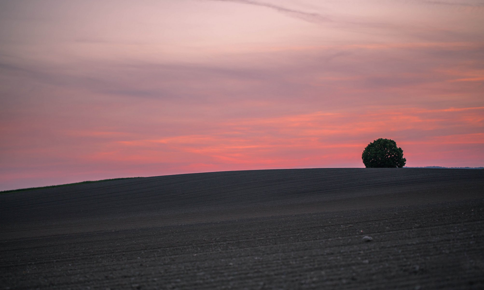 colina árbol puesta de sol