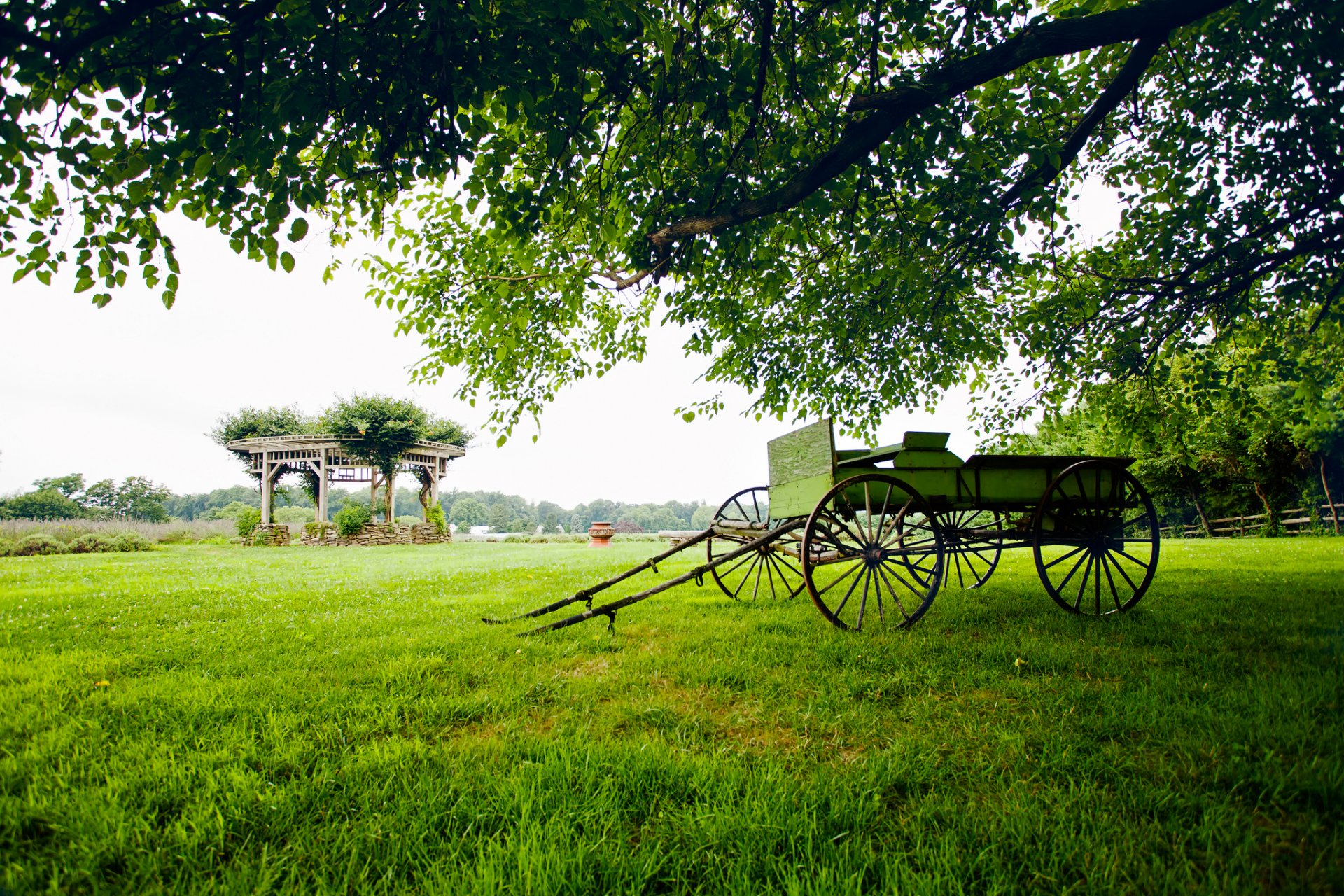 campo hierba árbol árboles vegetación carro naturaleza paisaje